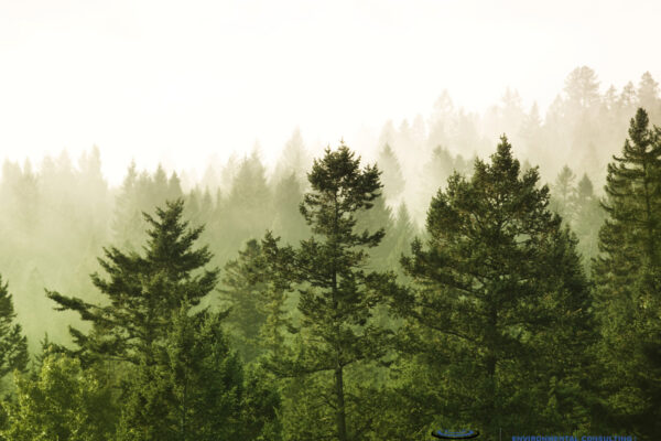 Evergreen trees on a mountainside in Banff National Park, Alberta