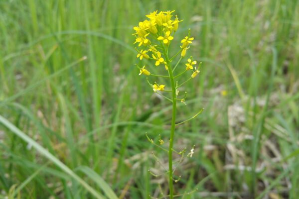 grass yellow flower